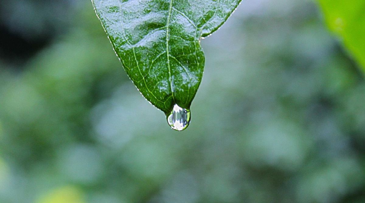 A drop of water hanging from a leaf