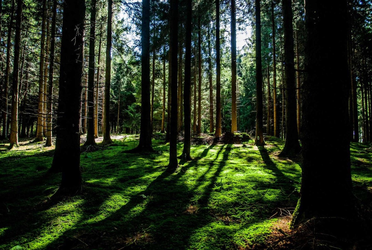 Light falling through a green forest