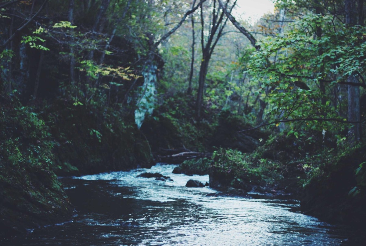 A dark river through a green forest